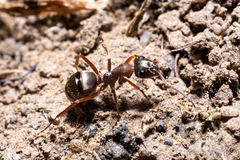 Formica cinerea