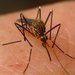 Aedes japonicus - Photo (c) cydno,  זכויות יוצרים חלקיות (CC BY-NC), הועלה על ידי cydno