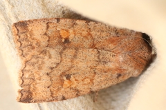 Eupsilia tristigmata