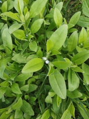 Myosotis sparsiflora