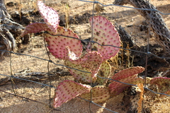 Opuntia santa-rita