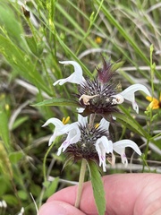 Monarda clinopodioides