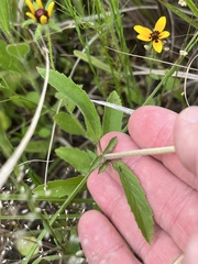 Monarda clinopodioides