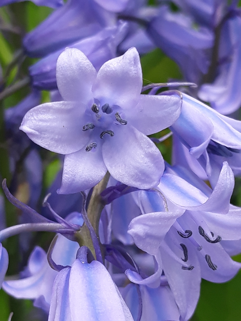Hyacinthoides hispanica, Toul - Clémenceau, 54200 Toul, France