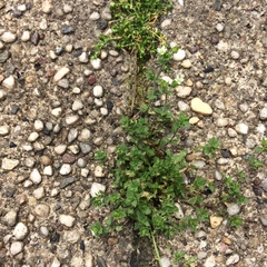 Arenaria serpyllifolia