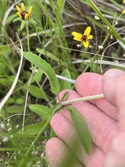 Monarda clinopodioides