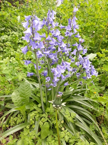 Hyacinthoides hispanica