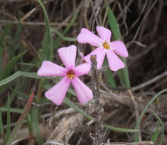Phlox longifolia longifolia