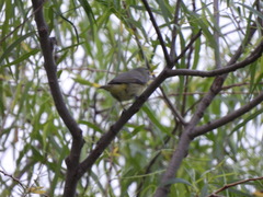 Vireo philadelphicus