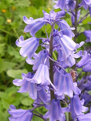 Hyacinthoides hispanica