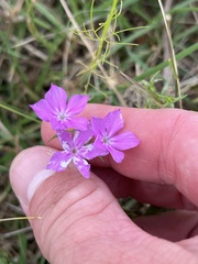 Phlox cuspidata