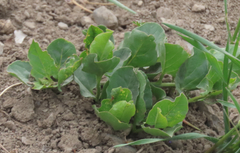 Rumex venosus