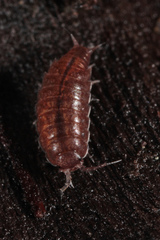 Trichoniscus pusillus