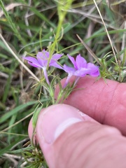 Phlox cuspidata