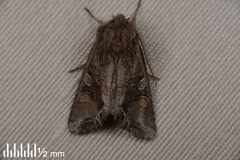 Ichneutica insignis