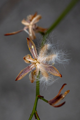 Eriospermum schlechteri