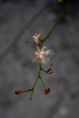 Eriospermum schlechteri