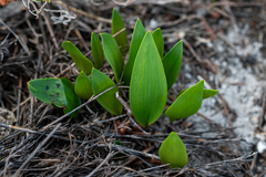 Eriospermum schlechteri