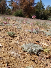 Eriogonum kennedyi austromontanum