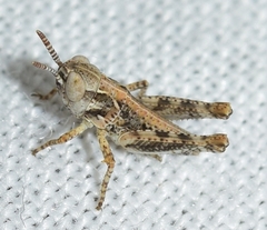 Dociostaurus jagoi occidentalis