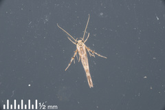Stathmopoda plumbiflua