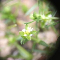 Sagina procumbens