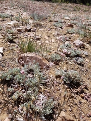 Eriogonum kennedyi austromontanum