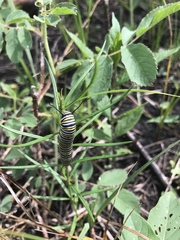 Asclepias verticillata