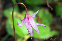 Erythronium revolutum