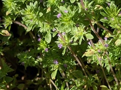 Pogogyne serpylloides