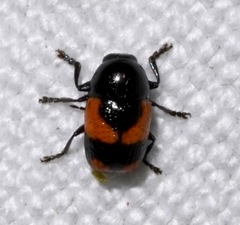 Cryptocephalus binominis