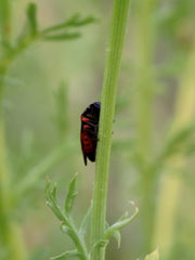 Cercopis intermedia