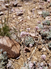 Eriogonum kennedyi austromontanum