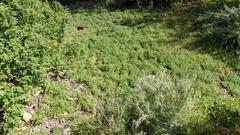 Pogogyne serpylloides