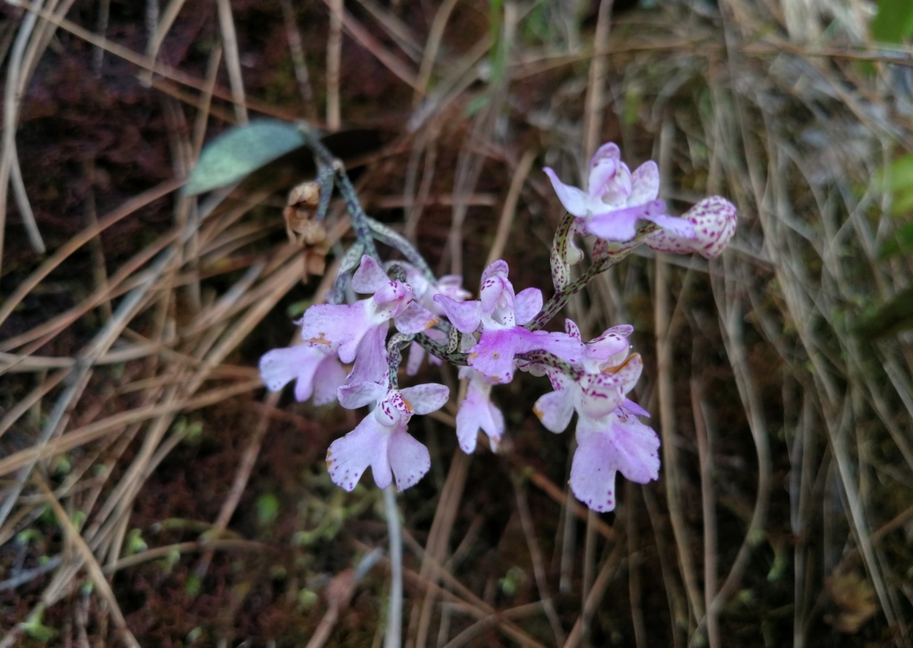 Hemipilia purpureopunctata