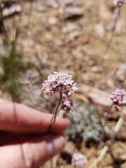 Eriogonum kennedyi austromontanum