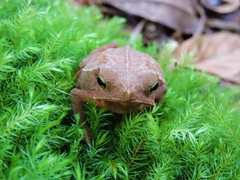Rhinella hoogmoedi