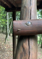 Geometridae