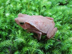 Rhinella hoogmoedi
