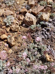 Eriogonum kennedyi austromontanum