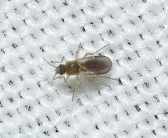 Forcipomyiinae