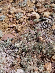 Eriogonum kennedyi austromontanum