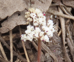 Lomatium linearifolium