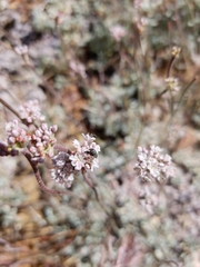 Eriogonum kennedyi austromontanum