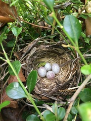 Pipilo erythrophthalmus