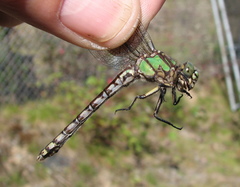 Ophiogomphus colubrinus