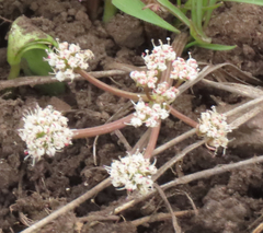 Lomatium linearifolium