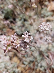 Eriogonum kennedyi austromontanum