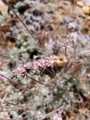 Eriogonum kennedyi austromontanum