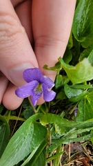 Viola sororia